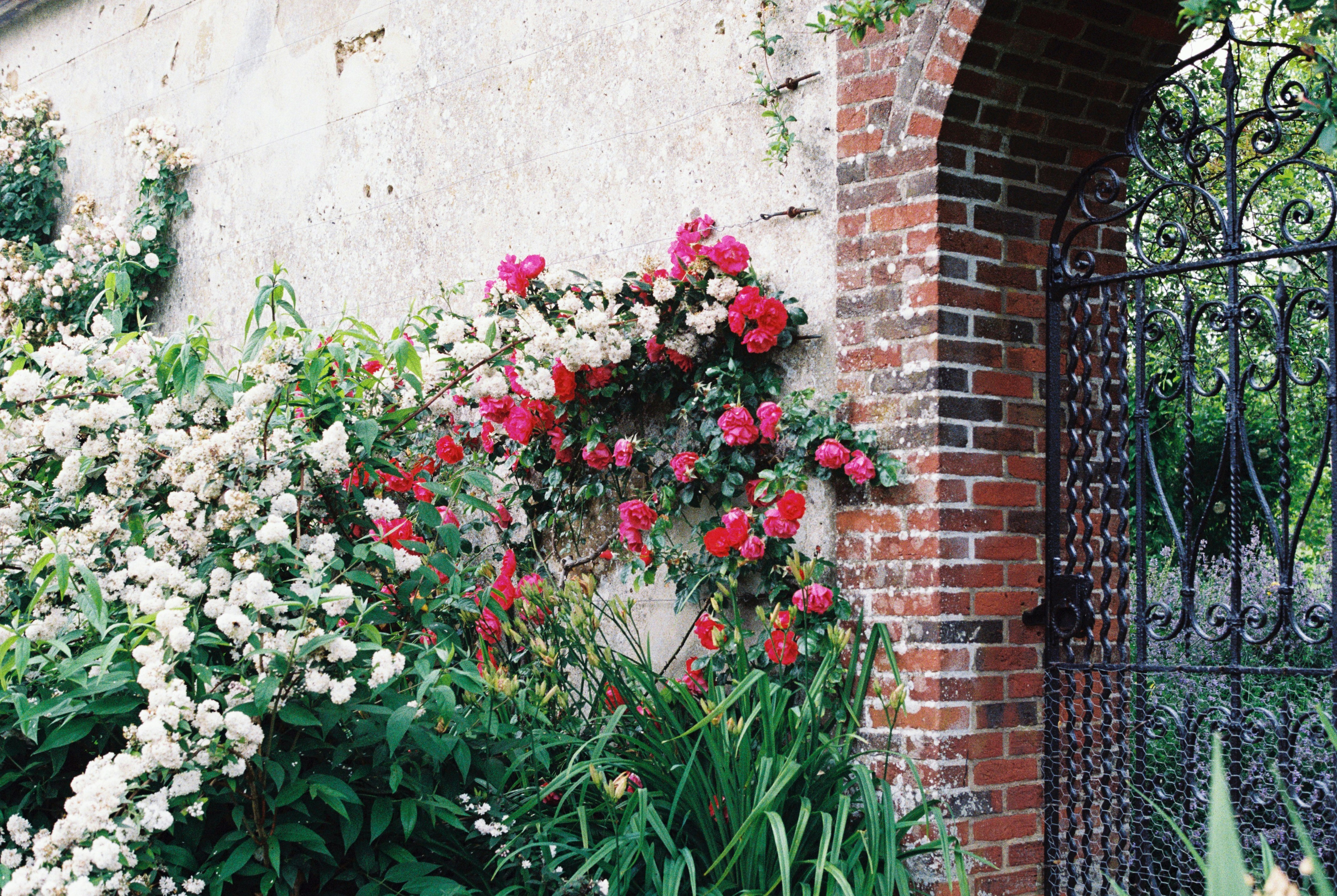 red and white flowers on brown brick wall